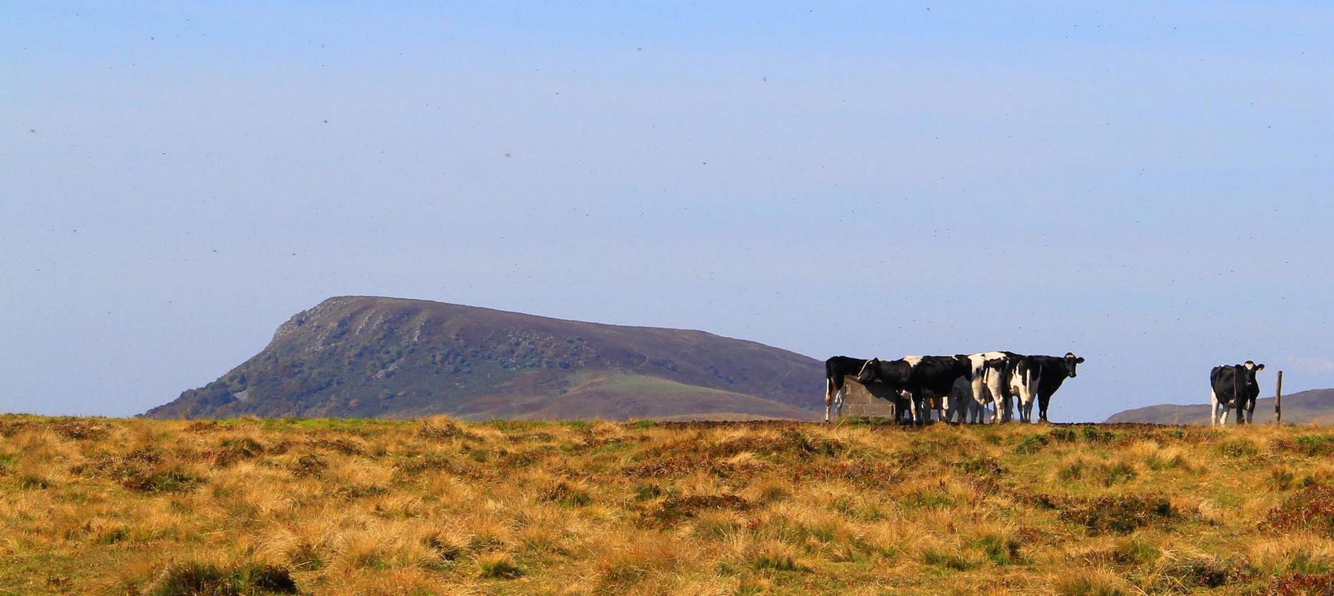 Troupeau dans les estives dans le Massif Central