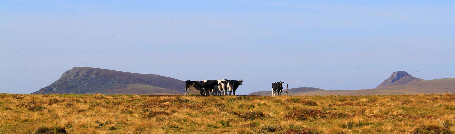 Troupeau dans les estives dans le Parc naturel des Volcans d'Auvergne