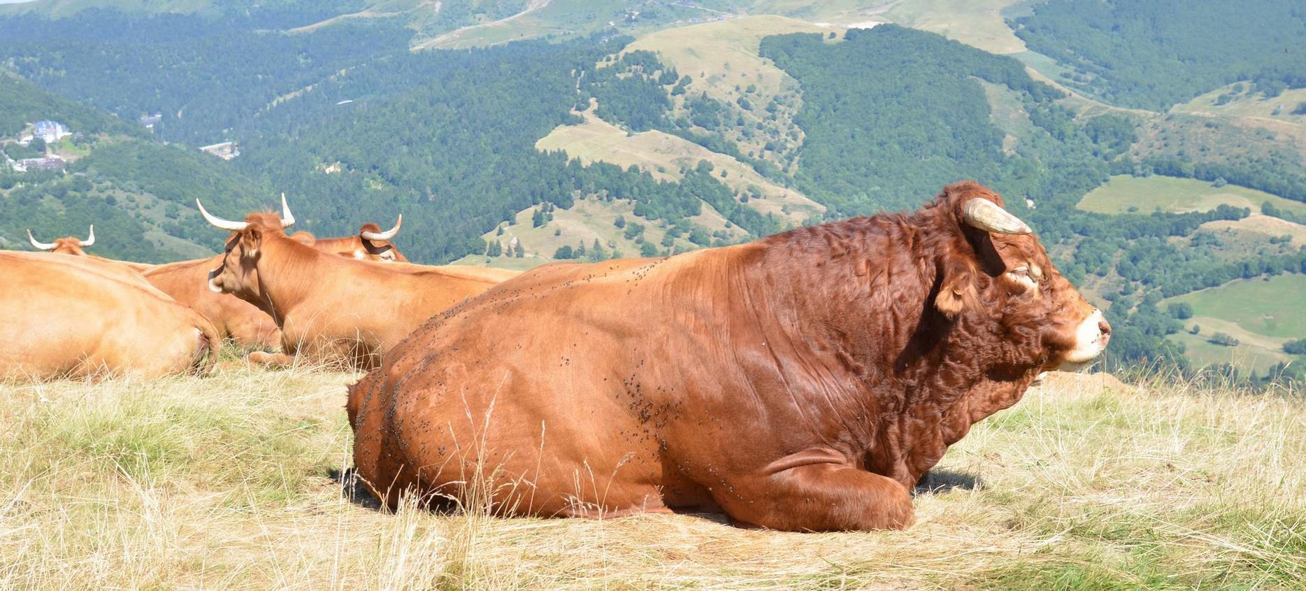 Taureau dans les estive dans le parc des Volcans d'Auvergne