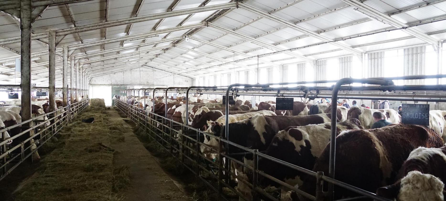 Saint Nectaire - salle de traite pour la fabrication du fromage