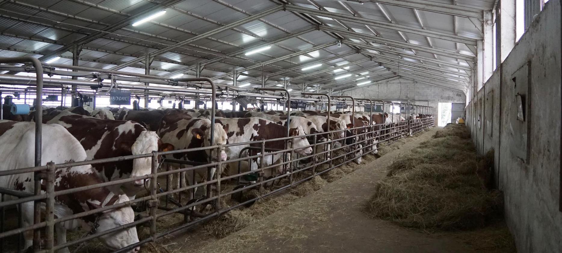 Saint Nectaire - salle de traite pour la fabrication du fromage
