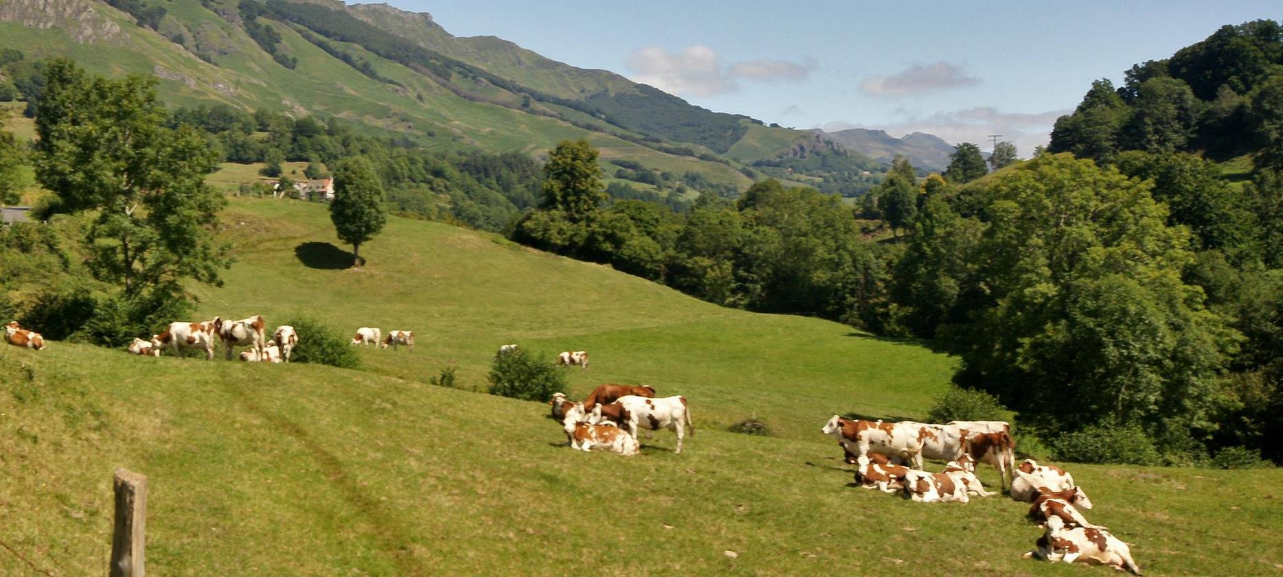 Troupeau de Vaches dans les Estives