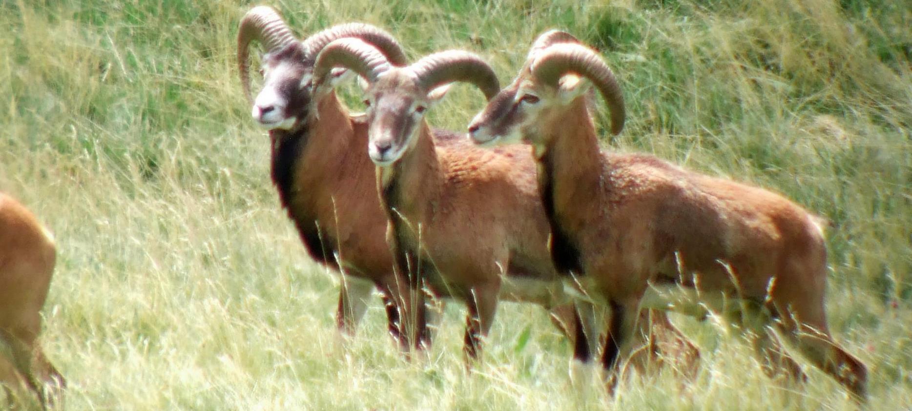 Super Besse - Mouflons dans le parc Naturel du Sancy
