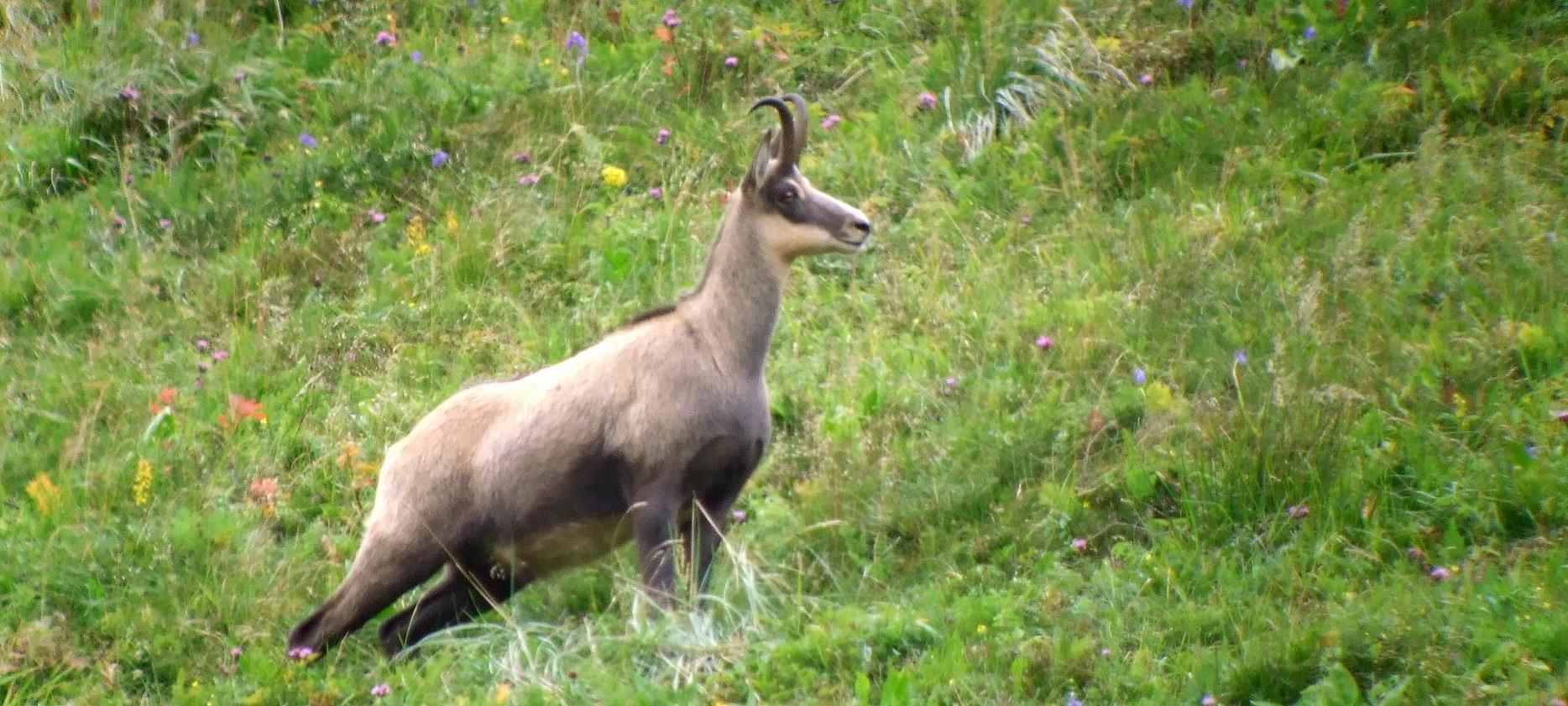 Super Besse - Chamois dans le parc Naturel du Sancy
