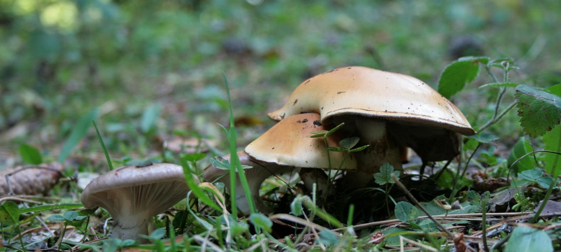 Super Besse - sortie mycologique dans le Parc Naturel du Sancy