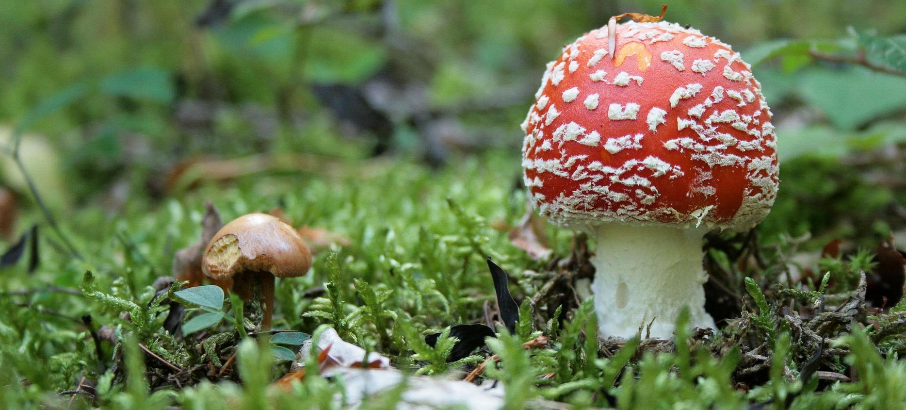 Super Besse - sortie mycologique dans le Parc Naturel du Sancy
