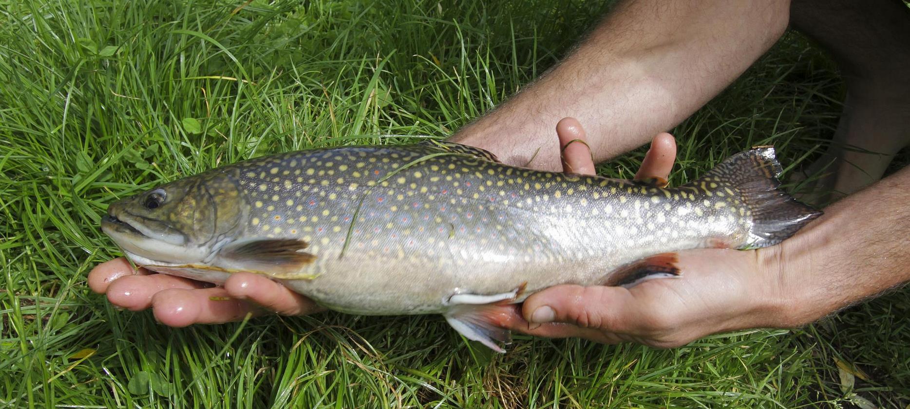 Parc du Sancy- pêche à la truite
