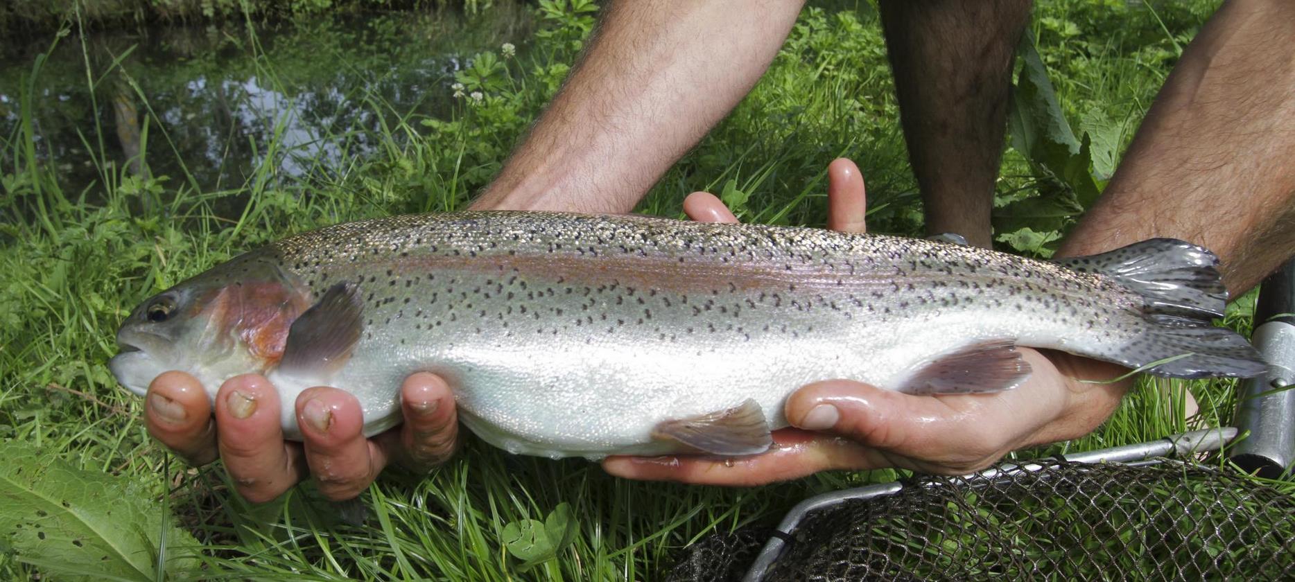 Parc du Sancy -Pêche à la truite