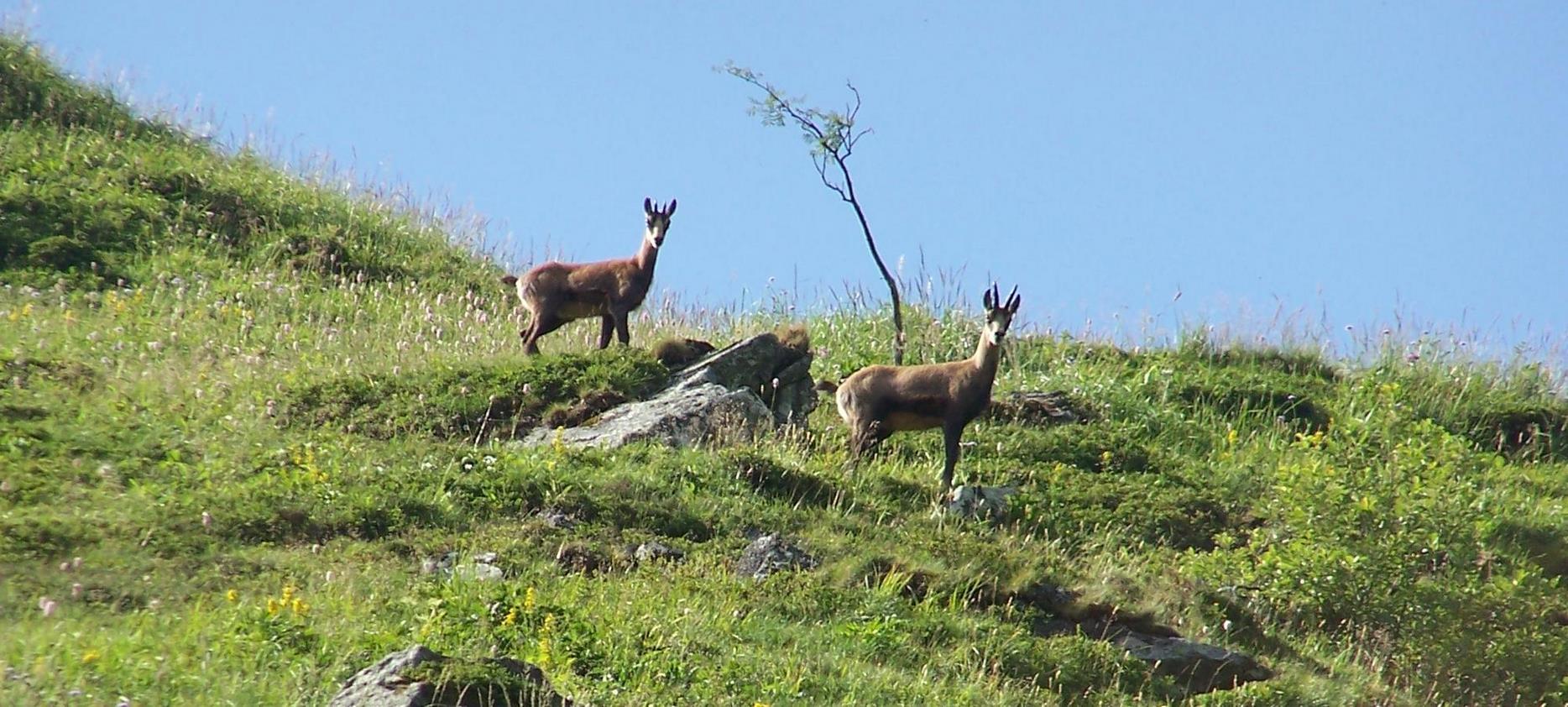 Super Besse -la faune sauvage du Parc naturel du Sancy