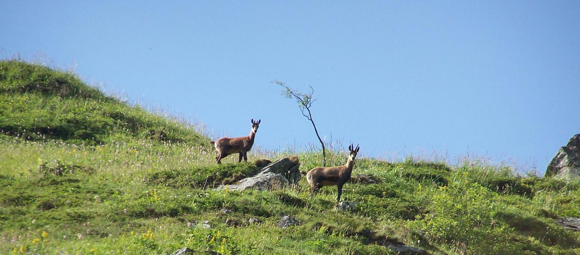 Super Besse -la faune sauvage du Parc naturel du Sancy