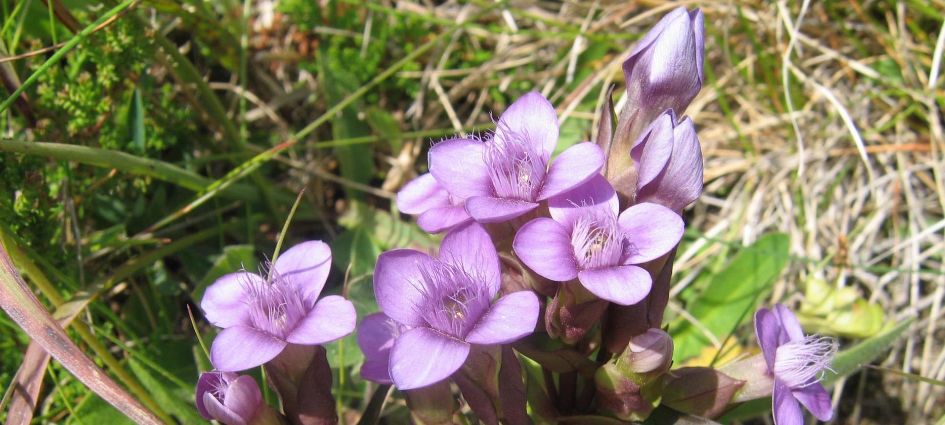 Super Besse -la flore du Parc naturel du Sancy