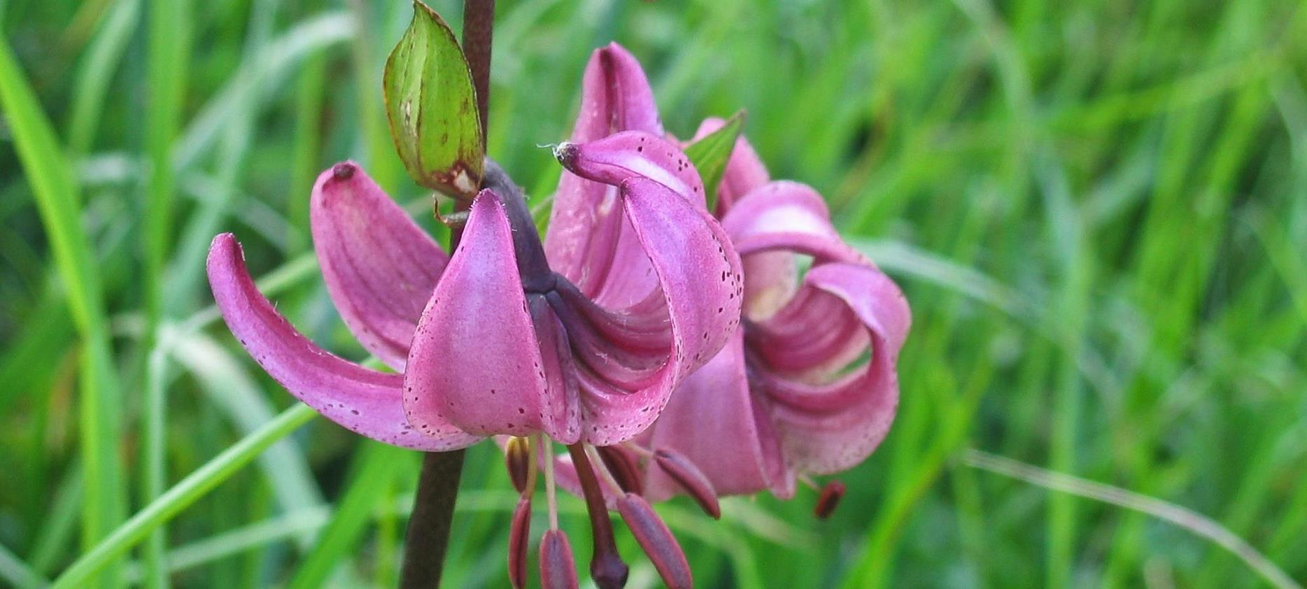 Super Besse -la flore du Parc naturel du Sancy