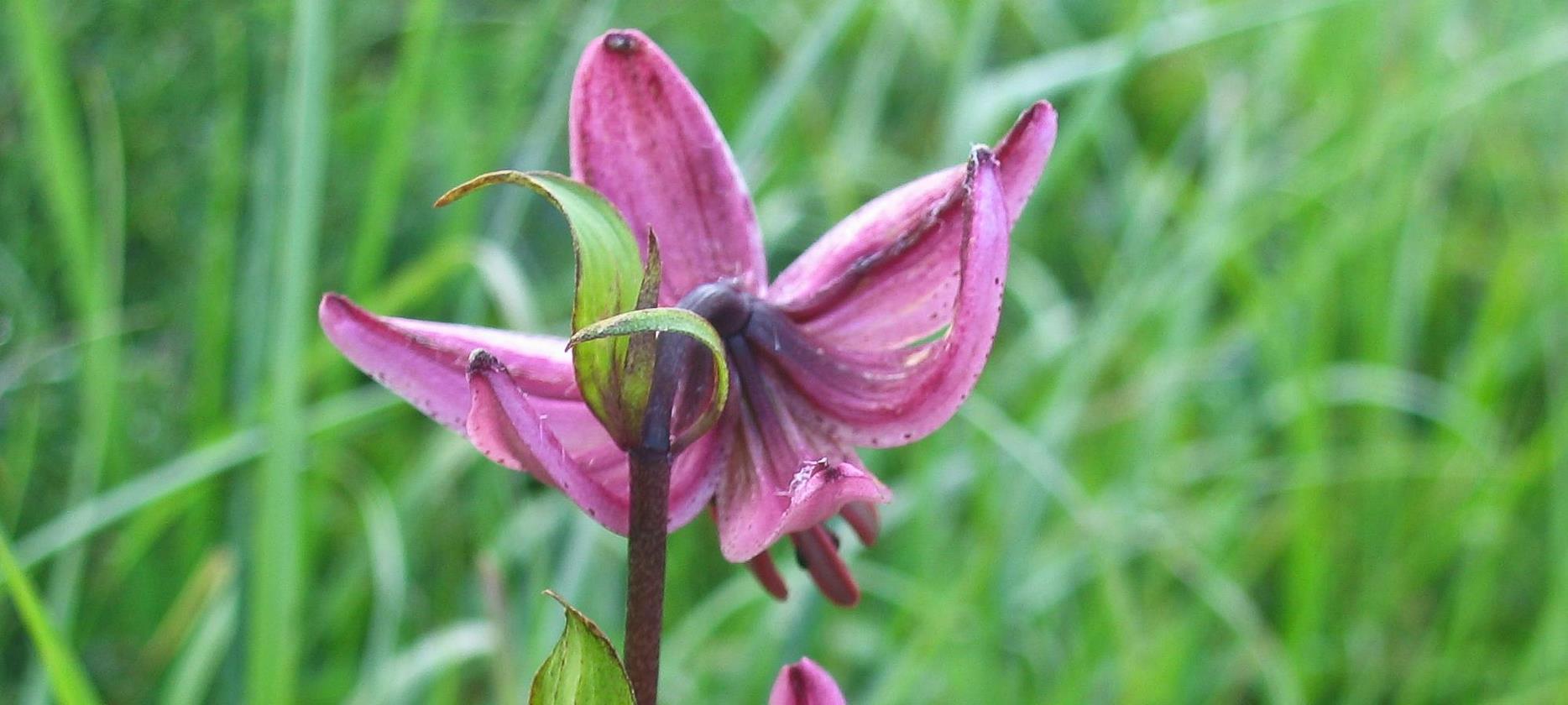 Super Besse -la flore du Parc naturel du Sancy
