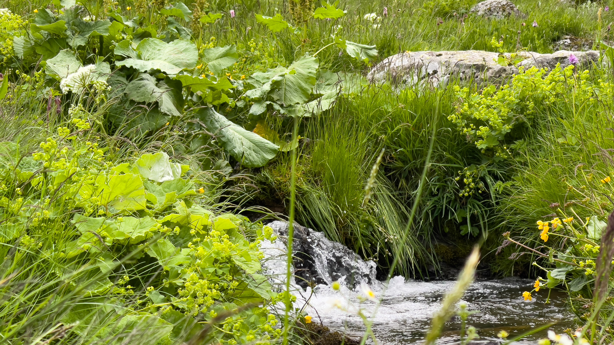 Le Ruisseau du Val de Courre à la suite de la Fonte des neiges des sommets du Massif du Sancy