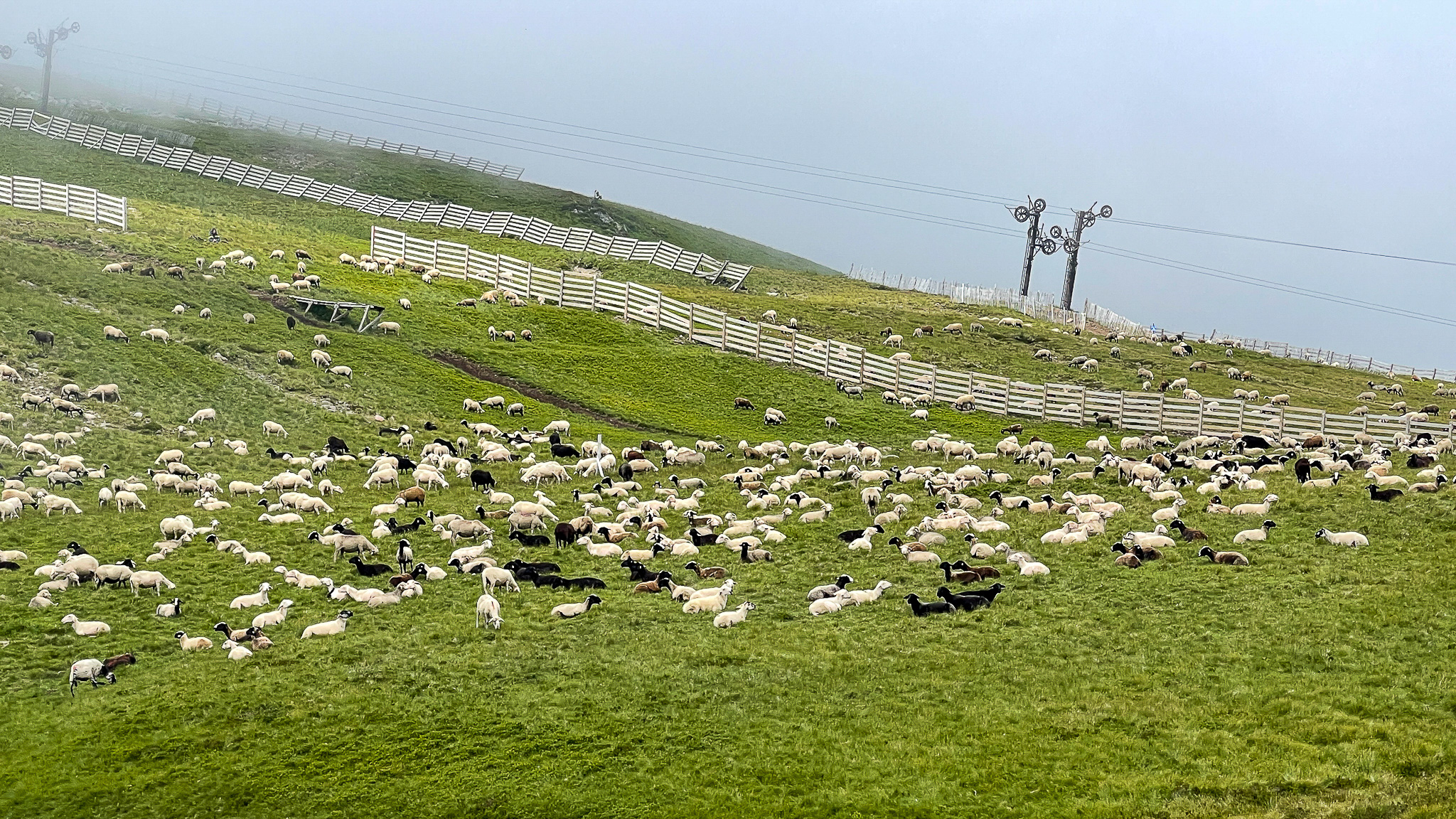 Super Besse, les moutons dans les estives de la station de Super Besse