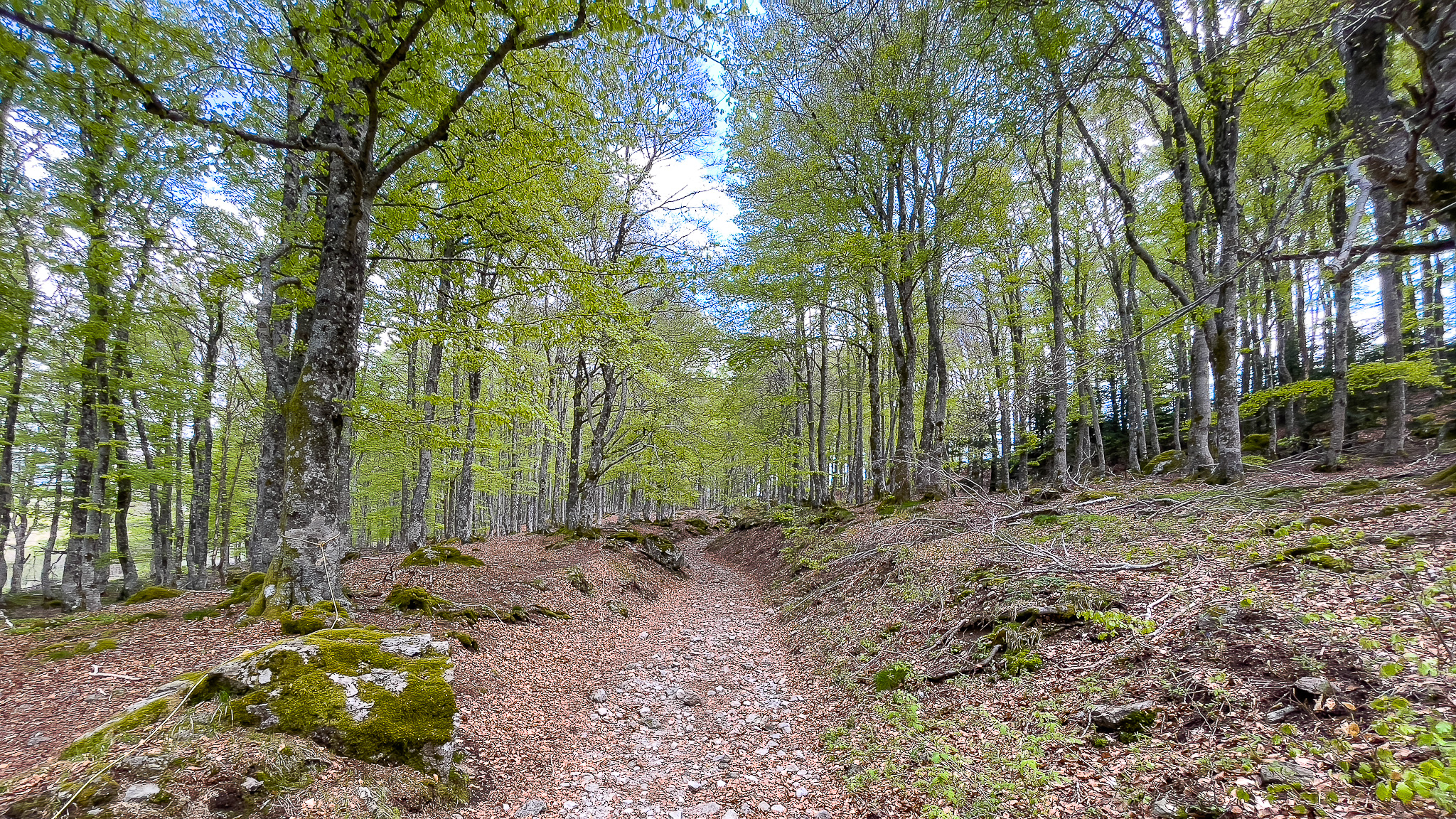 La Fontaine Salée, traversée d'un forêt de Hêtre