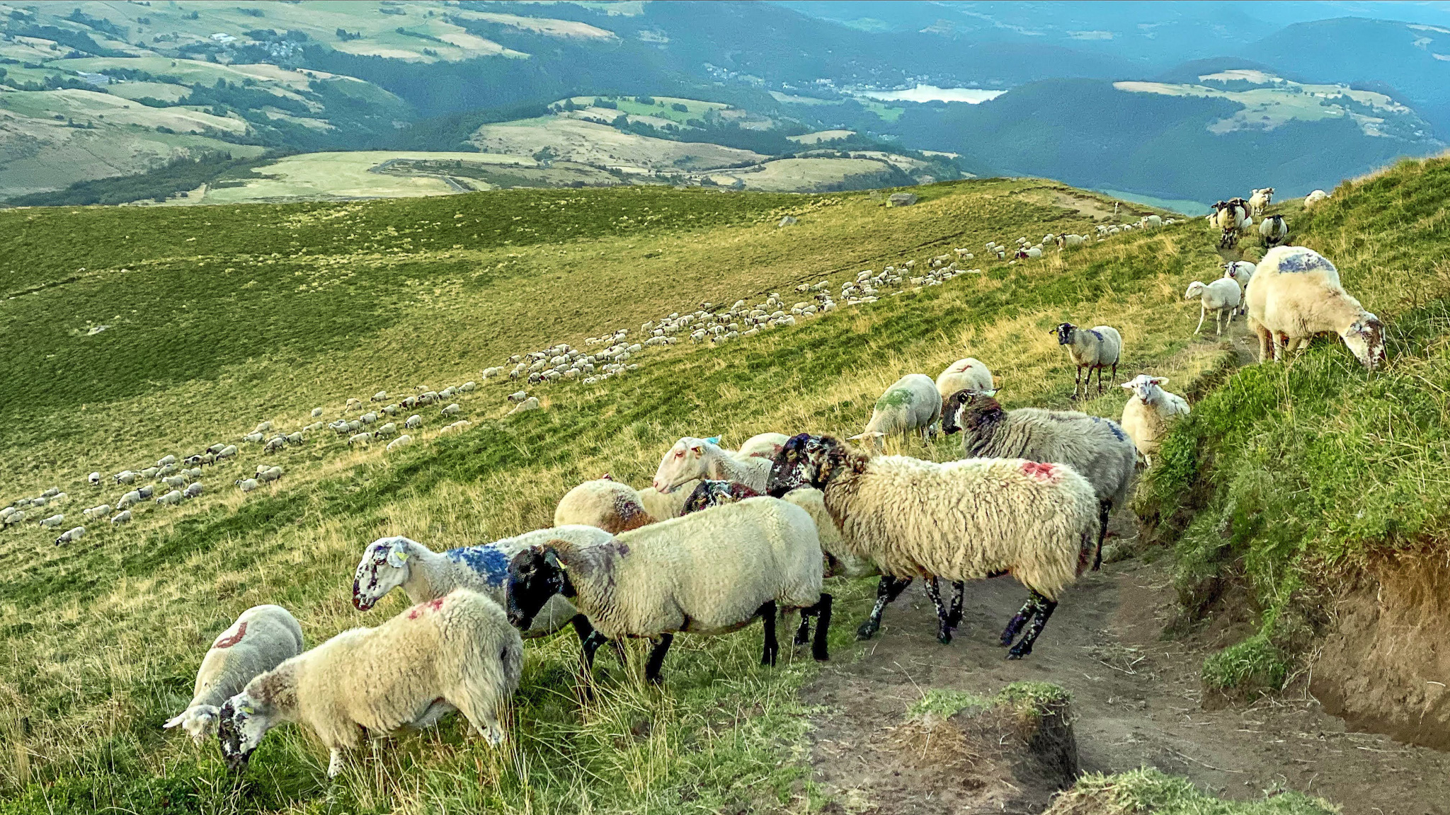 Col de la Croix Saint Robert, les moutons dans les estives