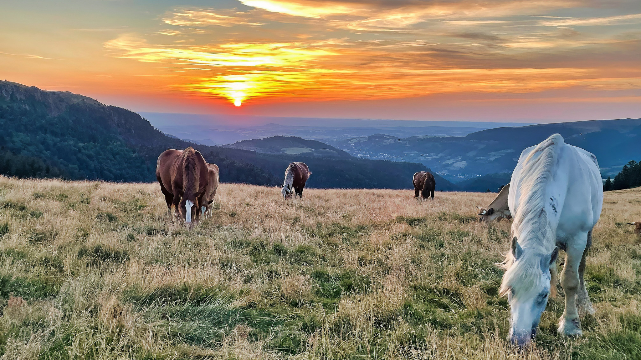 Chemin des Crêtes du Sancy, les chevaux dans les estives