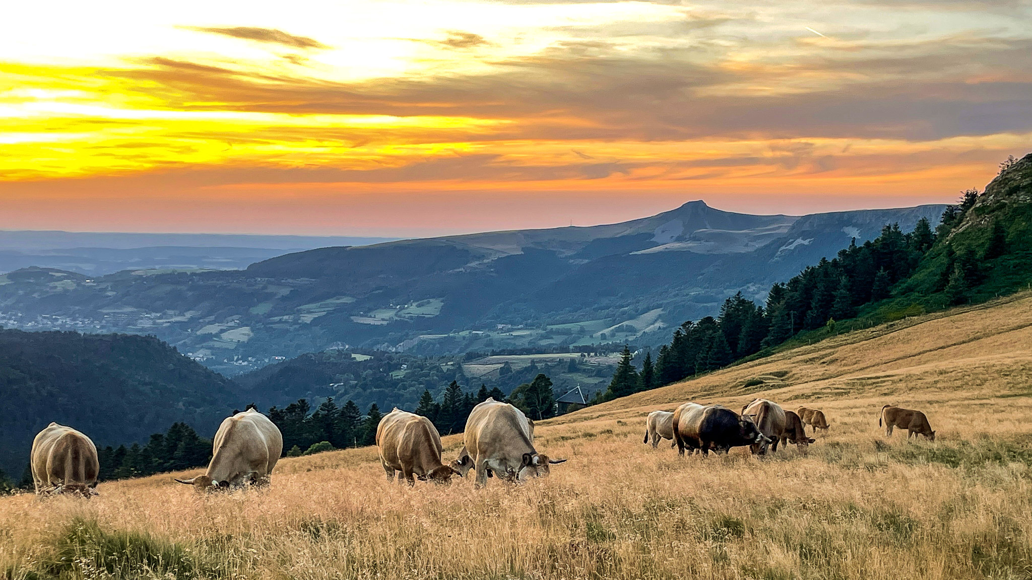 Le Sentier des Crêtes du Sancy, les Troupeaux dans les estives