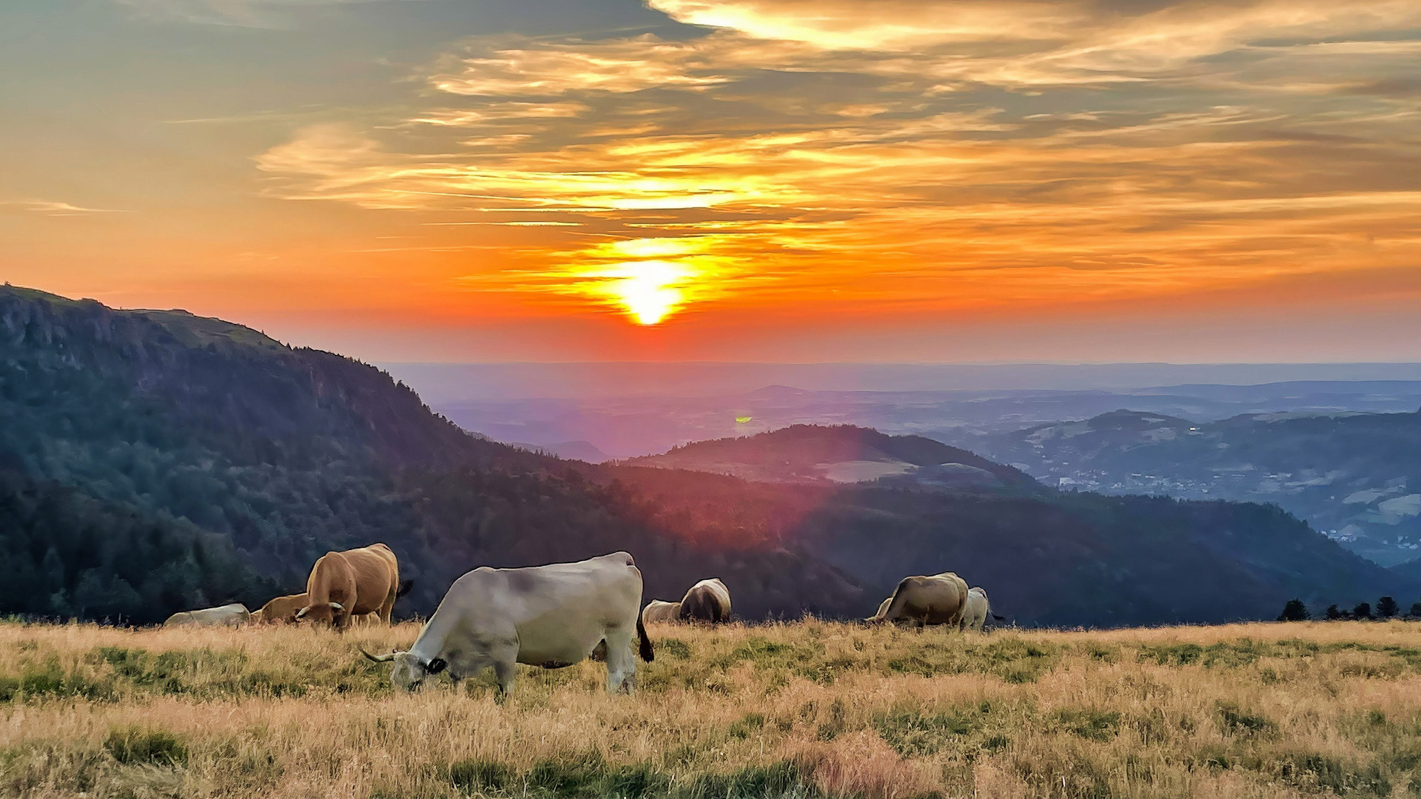 Les estives du Massif du Sancy