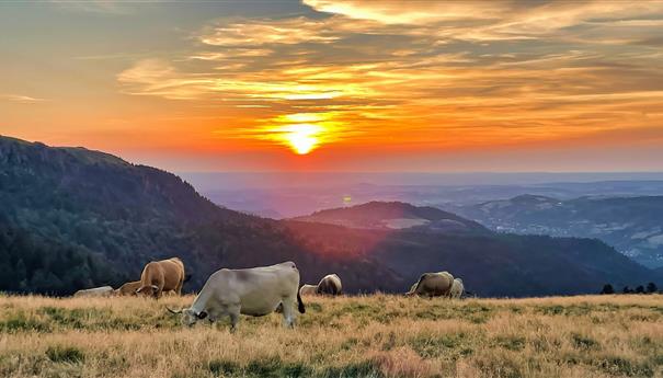 Les estives du Massif du Sancy