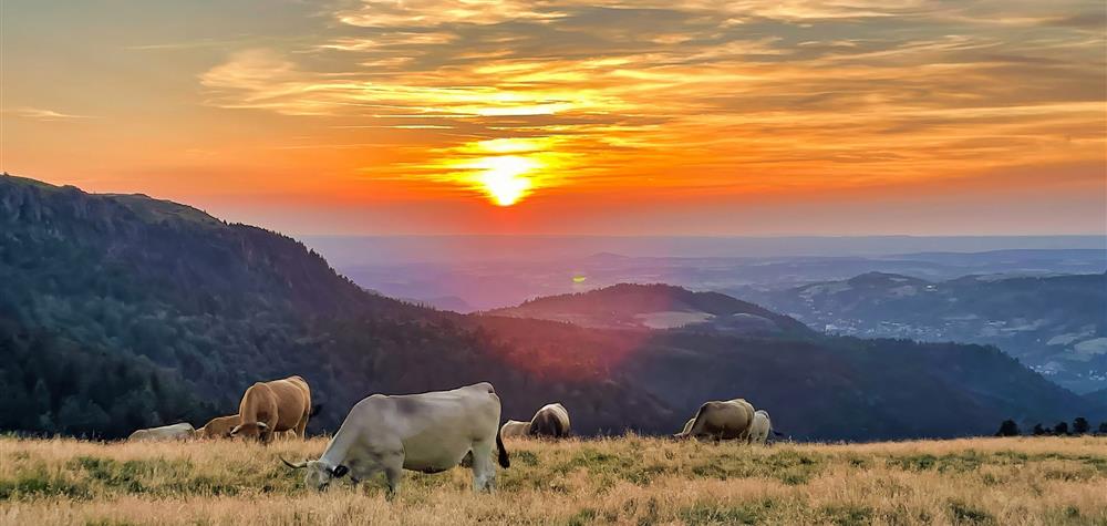 Les estives du Massif du Sancy